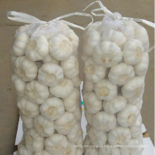 Export Good Quality Fresh Chinese Garlic